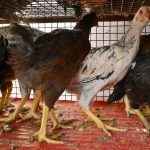 Prashanth 55 reunites director Hari with his debut film actor!