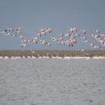 WPL 2025: What are the highest totals in Women’s Premier League?