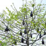 La Liga 2024-25: Bellingham banned for two matches after dissent during Real Madrid vs Osasuna