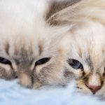 Makkalai Thedi Maruthuvam scheme hits the mark by improving hypertension, diabetes control in T.N. Premium