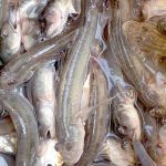 Don’t sleep over it: debunking slumber myths and embracing healthy habits Premium