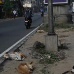 Champions Trophy 2025 opening ceremony: Members of Pakistan’s 2017 title-winning squad felicitated