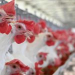 Second Single ‘Monica’ From Rajinikanth’s Coolie Sets Internet On Fire!