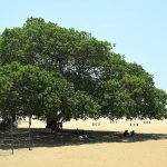 FIH Pro League 2024-25: Gurjant goal gives India 1-0 win over Germany; Women go down to Spain