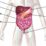 India reaffirms commitment to global health at World Health Assembly