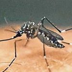 ICC Champions Trophy 2025: Rohit reposes faith in Shami, backs him to deliver in CT