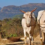 Hyderabad’s new organic store champions sustainable living