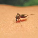 Champions Trophy 2025: Mohammed Shami becomes fastest Indian bowler to reach 200 ODI wickets