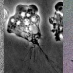 P.V. Sindhu exits Hong Kong Open 2025 after loss to Denmark’s Line Christophersen