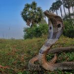 Assistive technology for the elderly: current challenges and future directions   Premium