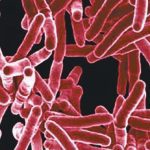 Flawed food regulations fuel the obesity crisis Premium