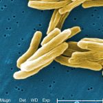 Ensuring consistent, year-round blood donation can help overcome seasonal fluctuations, resolve supply challenges: experts Premium